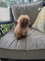 Not have name, a female Shih Tzu for sale in Dudley, NC – 1 of 8