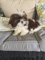 Not name yet , a male Shih Tzu for sale in Dudley, NC – Photo 3 of 6