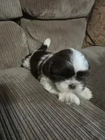 Not name yet , a male Shih Tzu for sale in Dudley, NC – Photo 2 of 4