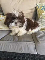 Not name yet , a male Shih Tzu for sale in Dudley, NC – Photo 6 of 6