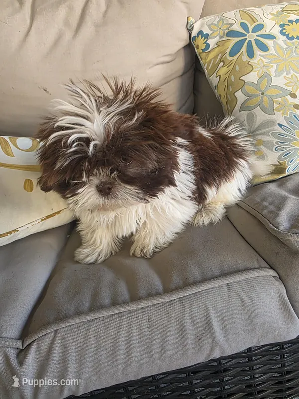 Not name yet  – Shih Tzu puppy for sale in Dudley, NC