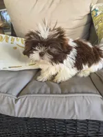 Not name yet , a male Shih Tzu for sale in Dudley, NC – Photo 4 of 6