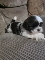 Not name yet , a male Shih Tzu for sale in Dudley, NC – Photo 4 of 4