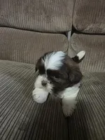 Not name yet , a male Shih Tzu for sale in Dudley, NC – Photo 3 of 4