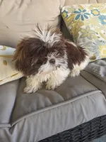 Not name yet , a male Shih Tzu for sale in Dudley, NC – Photo 2 of 6