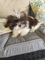 Not name yet , a male Shih Tzu for sale in Dudley, NC – Photo 5 of 6