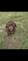 Not have name yet , a male Shih Tzu for sale in Dudley, NC – 5 of 6