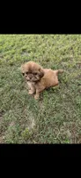 Not have name, a female Shih Tzu for sale in Dudley, NC – 5 of 5