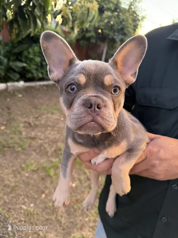 Lilac Tan – French Bulldog puppy for sale in Montclair, CA