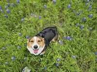 Girl 2 , a female Pembroke Welsh Corgi for sale in Texas City, TX – 5 of 5