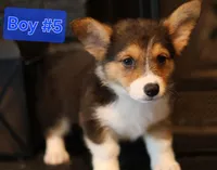 Boy 5, a male Pembroke Welsh Corgi for sale in Texas City, TX – 2 of 6