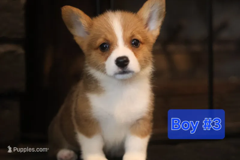 Boy 3 – Pembroke Welsh Corgi puppy for sale in Texas City, TX