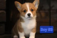Boy 3, a male Pembroke Welsh Corgi for sale in Texas City, TX – 1 of 6