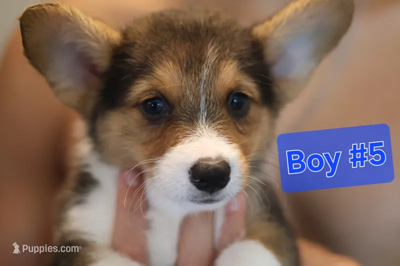 Boy 5 – Pembroke Welsh Corgi puppy for sale in Texas City, TX