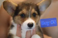 Boy 5, a male Pembroke Welsh Corgi for sale in Texas City, TX – 1 of 6