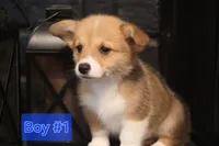 Boy 1, a male Pembroke Welsh Corgi for sale in Texas City, TX – 2 of 4