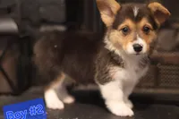 Boy 2, a male Pembroke Welsh Corgi for sale in Texas City, TX – 2 of 6
