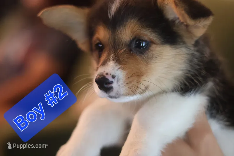 Boy 2 – Pembroke Welsh Corgi puppy for sale in Texas City, TX