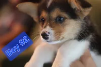 Boy 2, a male Pembroke Welsh Corgi for sale in Texas City, TX – 1 of 6