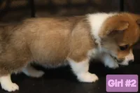Girl 2 , a female Pembroke Welsh Corgi for sale in Texas City, TX – 3 of 5