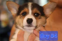 Boy 4, a male Pembroke Welsh Corgi for sale in Texas City, TX – 1 of 6