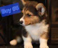 Boy 5, a male Pembroke Welsh Corgi for sale in Texas City, TX – 3 of 6