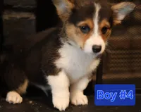Boy 4, a male Pembroke Welsh Corgi for sale in Texas City, TX – 2 of 6