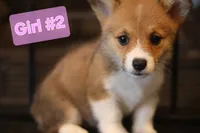 Girl 2 , a female Pembroke Welsh Corgi for sale in Texas City, TX – 2 of 5
