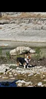 Boy 2, a male Pembroke Welsh Corgi for sale in Texas City, TX – 4 of 6