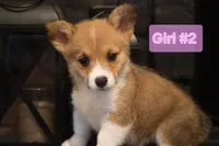 Girl 2 , a female Pembroke Welsh Corgi for sale in Texas City, TX – 1 of 5