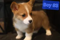 Boy 3, a male Pembroke Welsh Corgi for sale in Texas City, TX – 3 of 6