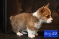 Boy 3, a male Pembroke Welsh Corgi for sale in Texas City, TX – 2 of 6