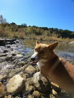 Boy 2, a male Pembroke Welsh Corgi for sale in Texas City, TX – 5 of 6