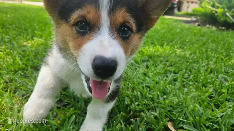 Boy 4 – Pembroke Welsh Corgi puppy for sale in Texas City, TX