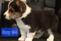 Boy 4, a male Pembroke Welsh Corgi for sale in Texas City, TX – 3 of 6