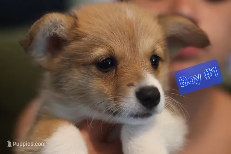 Boy 1 – Pembroke Welsh Corgi puppy for sale in Texas City, TX