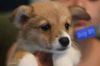 Boy 1, a male Pembroke Welsh Corgi for sale in Texas City, TX – 1 of 4