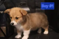 Boy 1, a male Pembroke Welsh Corgi for sale in Texas City, TX – 3 of 4