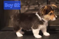 Boy 2, a male Pembroke Welsh Corgi for sale in Texas City, TX – 3 of 6