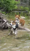 Girl 2 , a female Pembroke Welsh Corgi for sale in Texas City, TX – 4 of 5