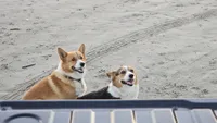Boy 2, a male Pembroke Welsh Corgi for sale in Texas City, TX – 6 of 6