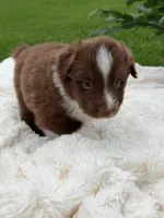 Buster Boy 2, a male Miniature Australian Shepherd for sale in Itasca, TX – 3 of 6