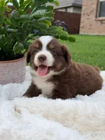 Buster Boy 1, a male Miniature Australian Shepherd for sale in Itasca, TX – 3 of 3