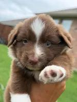 Buster Boy 2, a male Miniature Australian Shepherd for sale in Itasca, TX – 6 of 6