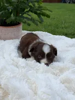 Aussie girl 2, a female Miniature Australian Shepherd for sale in Itasca, TX – 3 of 3