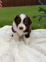Aussie girl 4, a female Miniature Australian Shepherd for sale in Itasca, TX – 3 of 5