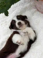 Aussie girl 4, a female Miniature Australian Shepherd for sale in Itasca, TX – 5 of 5