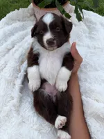 Aussie girl, a female Miniature Australian Shepherd for sale in Itasca, TX – 2 of 2