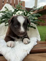Aussie girl, a female Miniature Australian Shepherd for sale in Itasca, TX – 1 of 2