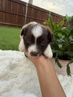 Aussie girl 2, a female Miniature Australian Shepherd for sale in Itasca, TX – 2 of 3
